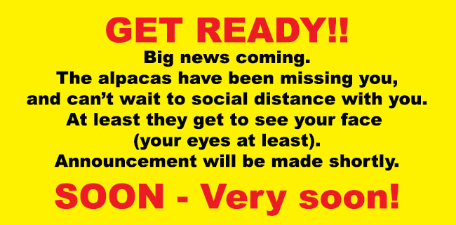 Salem Alpacas - opening soon