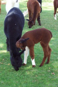 mom and babes (1)