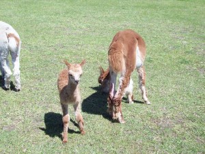 mom and babes (2)